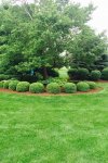 lawn-cutting